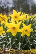Yellow daffodils Flower Flora
