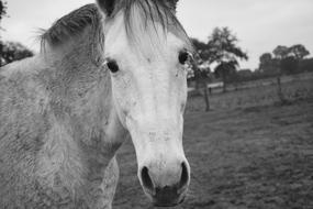 Horse Photo Black White Head