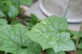 Leaf Plant Nature macro blur