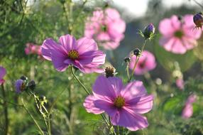Flower Cosmos Nature