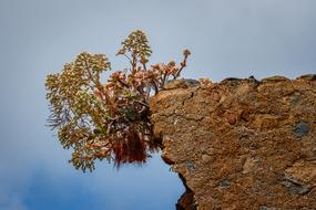 Canary Islands Plant Nature