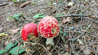 Mountains Mushrooms Tourism