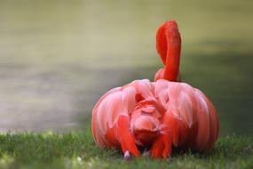 Nature Flamingo