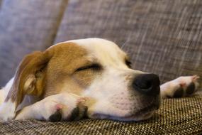 Dog Cute Mammal
