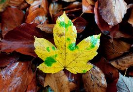 Maple Leaf Leaves