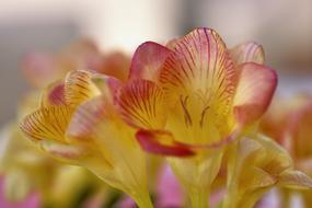 Freesia Flower Blossom