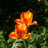 Tulip Cape Cod Lively