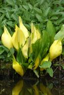 Yellow Zantedeschia Flowers