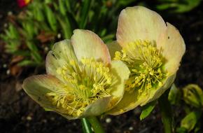 Nature Flower Hellebore
