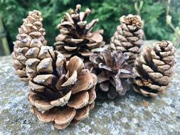 Cones Forest Nature