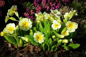 Flower Primula Spring