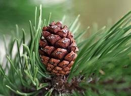 Pine Cone Coniferous