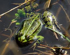 Amphibians Bezogonowe Frog Nature