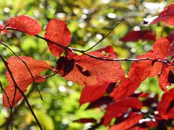 Fall Leaves Close Up Color