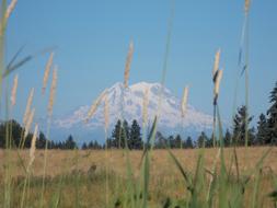 Mountain Field Landscape