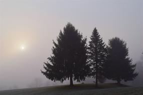 Fog Trees Morning