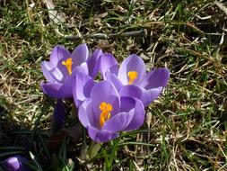 Crocus Spring Flowers Our