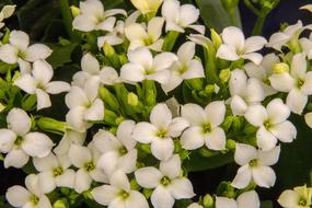 Kalanchoe Flower Nature No