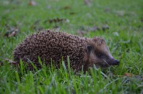Hedgehog Grass Nature Animal
