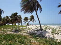 Arecaceae Beach Tropical