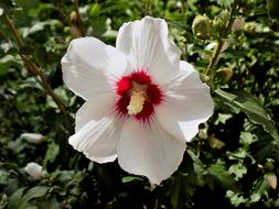 Hibiscus Flower White