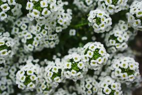 White Green Flower
