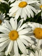 Daisy Yellow White