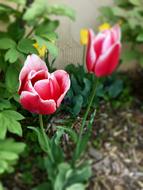 Tulip Flower Red