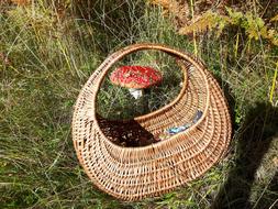 Mushrooms Amanita Shopping Cart