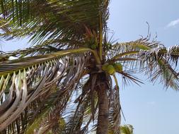 Arecaceae Tropical Tree