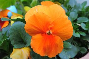 400–500 Nature Flower