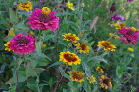 Scabiosen Flowers Colorful Late