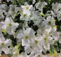 White Flowers Petals