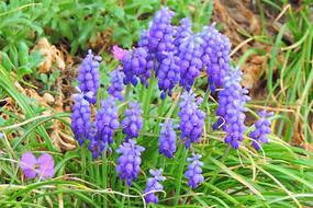 Spring Meadow Muscari