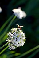 Fly Flower Onion