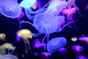 Underwater Aquarium Jellyfish