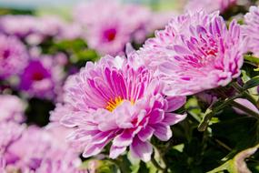 Flowers Nature Plants