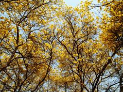 Summer Yellow Tree