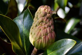 Fruit Tree Rubber Plant