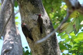 Woodpecker Hispaniolan
