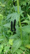 The Caterpillars Aglais Urticae
