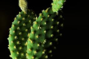 Cactus Thorn Nature