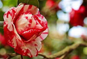 Camellia Flower