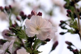 Prunus Flower Plant