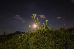Night Nature Grasses