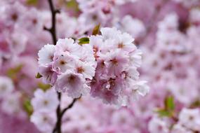 Cherry Blossoms Japanese