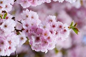 Cherry Blossoms Japanese