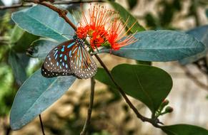 Butterfly Feeding Flower