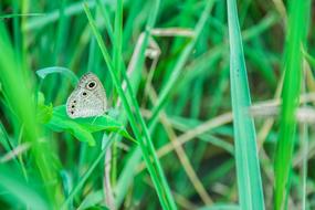 Butterfly Insects Nature The