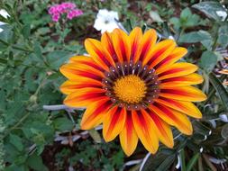 Gazanias Flower Nature Orange